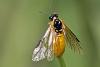 70683 – Photo : Marc Solari – France (68)