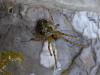70863 – Photo : Jean DEXHEIMER – France (46)