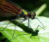 Calopteryx virgo