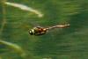 70715 – Photo : Thierry Darmuzey – France (83)