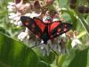 70842 – Photo : Pascal Pertuzon – France (42)
