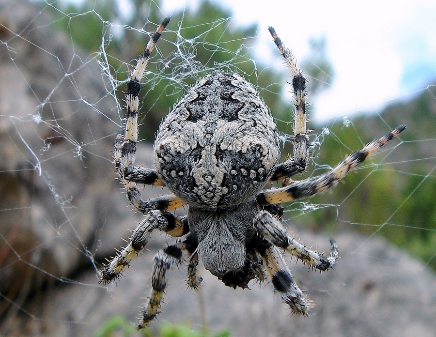 Stephane - Araneus circe - réf. 70107 (900 x 696 pixels, 206 ko)
