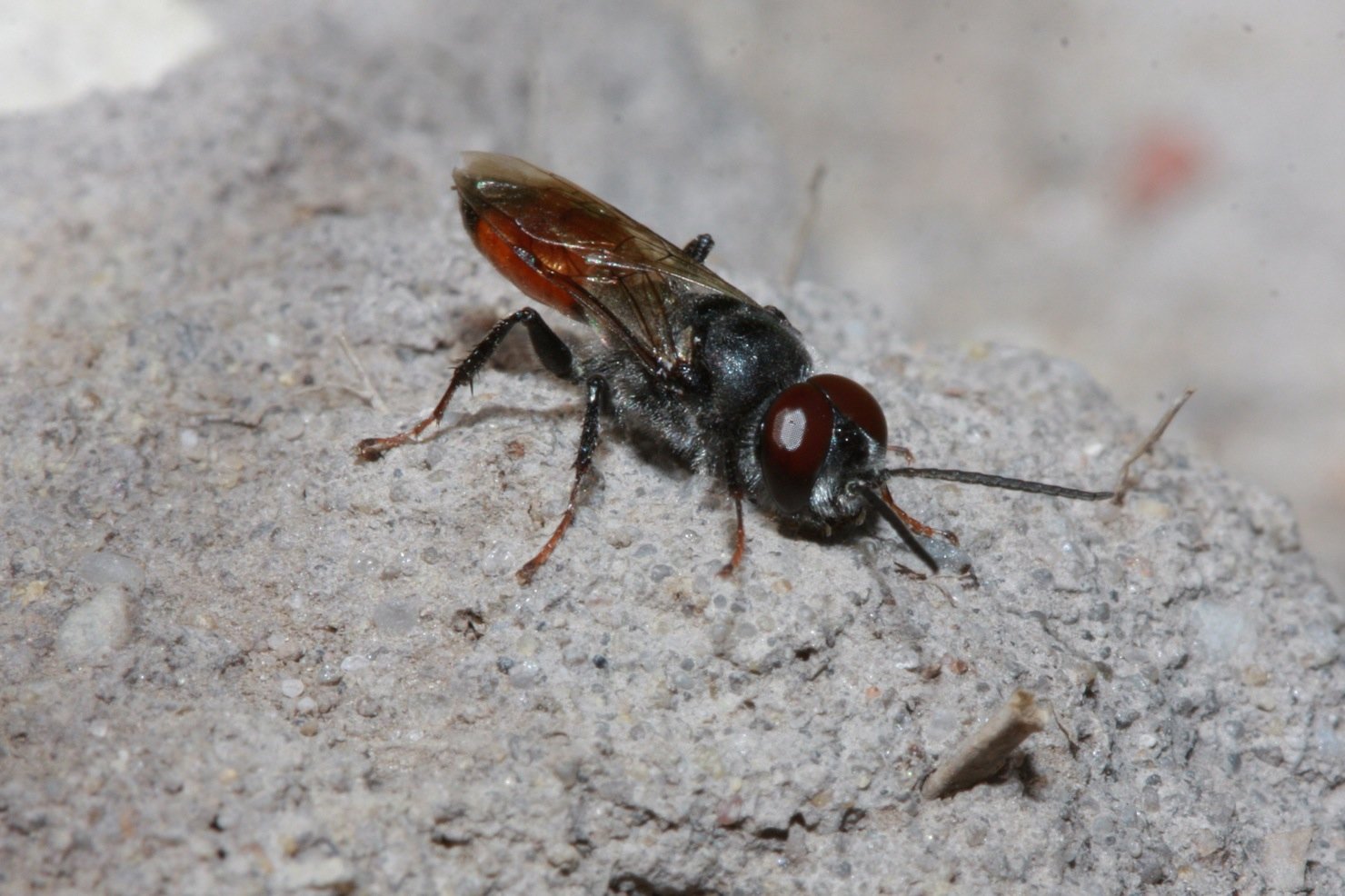 eudemis - Astata sp. - réf. 70979 (1480 x 986 pixels, 209 ko)