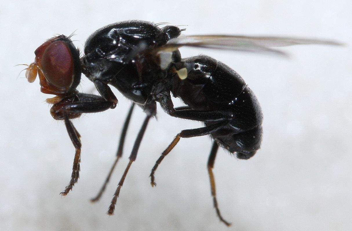 lauriaut - Seioptera vibrans - réf. 70587 (1215 x 800 pixels, 108 ko)