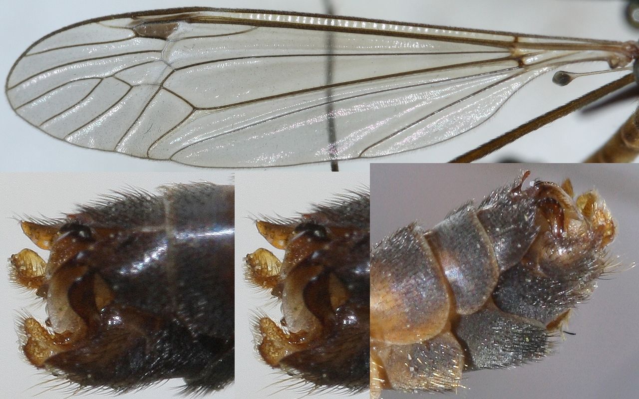 lauriaut - Tipula (Lunatipula) livida livida - réf. 70714 (1280 x 800 pixels, 197 ko)