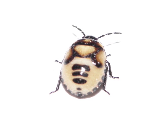 ALEXNR - Tritomegas bicolor - réf. 70042 (640 x 480 pixels, 22 ko)