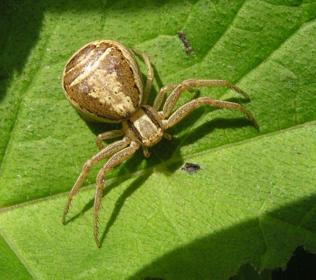 Chavernoz Marina - Xysticus ulmi - réf. 70347 (1100 x 976 pixels, 196 ko)