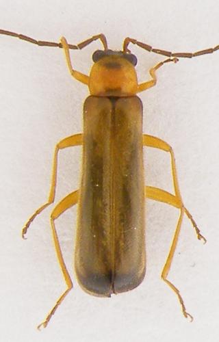 Rhagonycha lutea