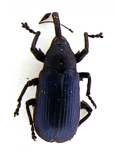 Magdalis sp.