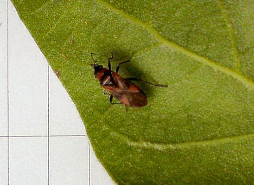 Arocatus roeselii