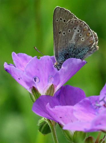 Aricia eumedon