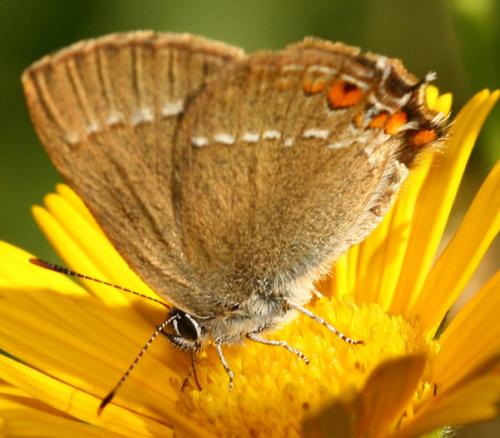 Réf. 71 004 : Satyrium acaciae