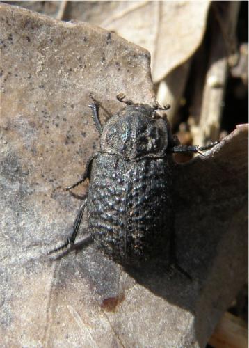Réf. 71 210 : Trox perlatus