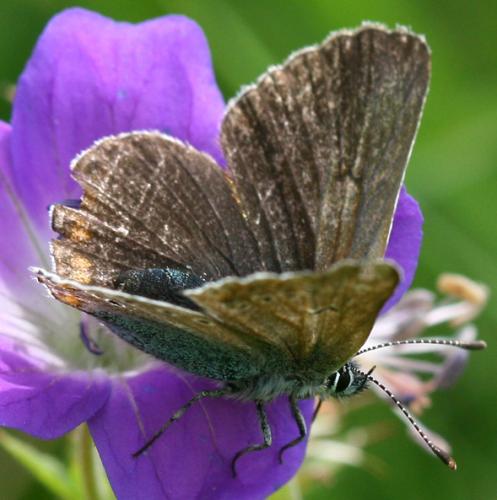 Aricia eumedon