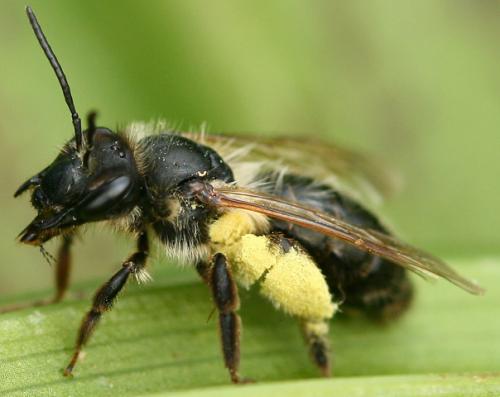 Andrena sp.