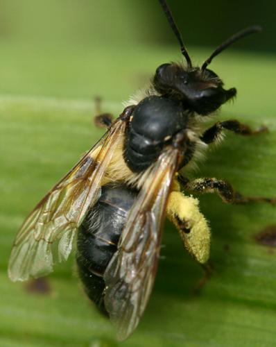 Andrena sp.