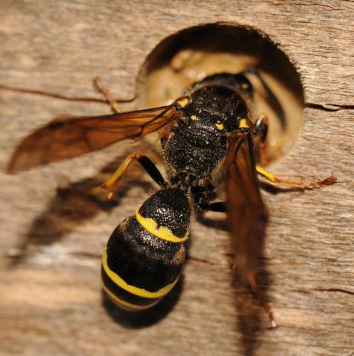 Symmorphus murarius