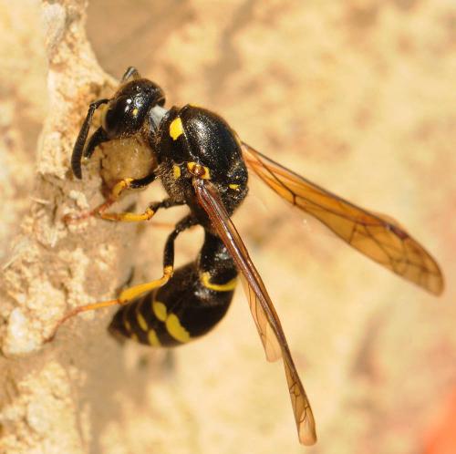 Réf. 71 580 : Symmorphus murarius