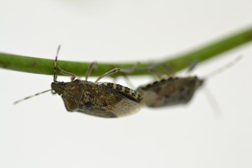 Rhaphigaster nebulosa