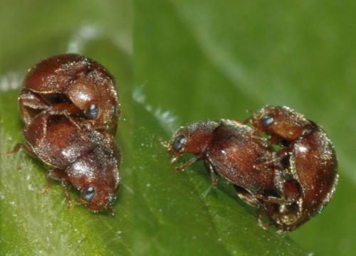 Réf. 71 139 : Scymnus sp.