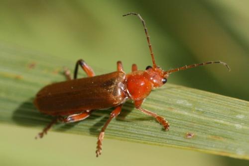 Cantharis livida