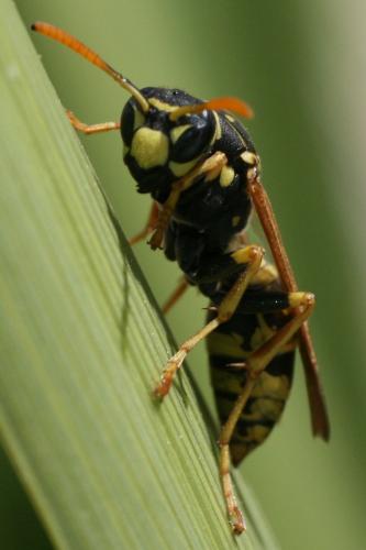 Polistes dominula