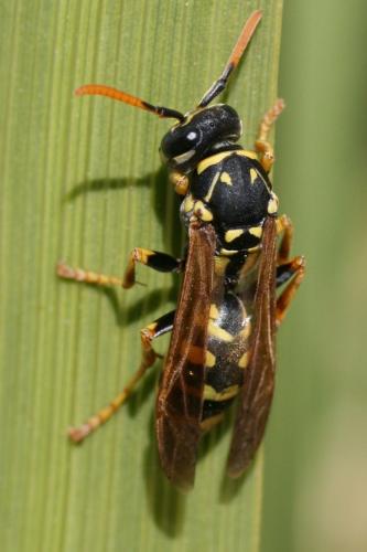 Polistes dominula