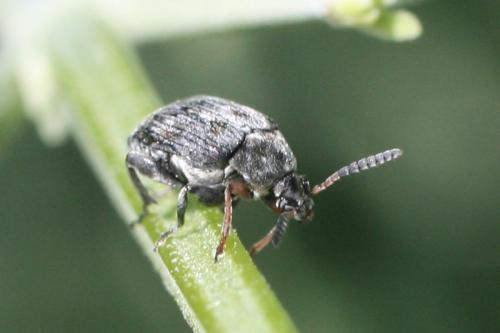 Bruchus sp.
