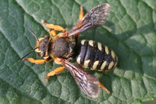 Réf. 71 217 : Rhodanthidium septemdentatum