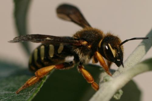 Rhodanthidium septemdentatum