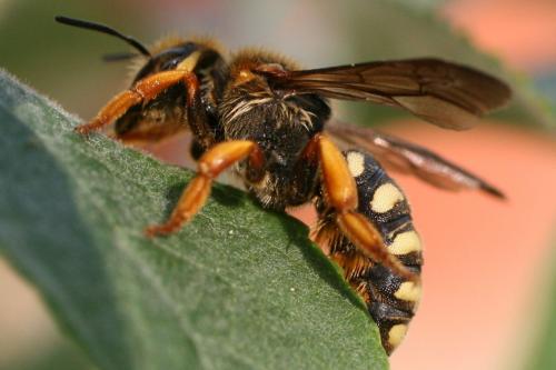 Rhodanthidium septemdentatum
