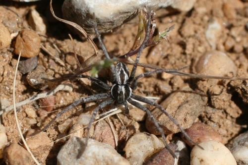 Thanatus sp.