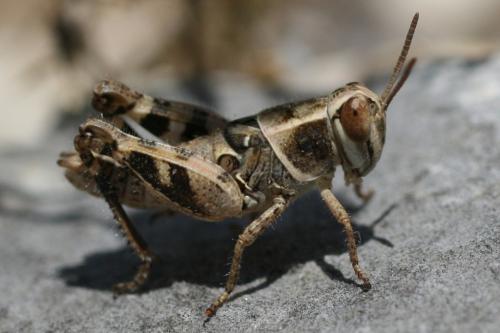 Calliptamus sp.