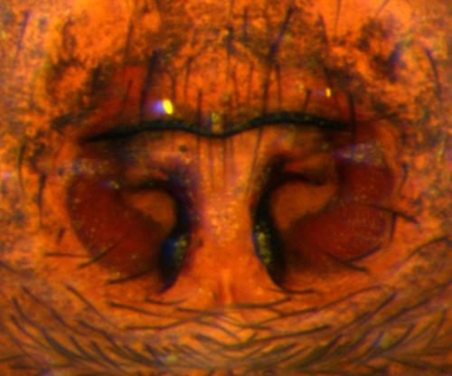 Micaria formicaria