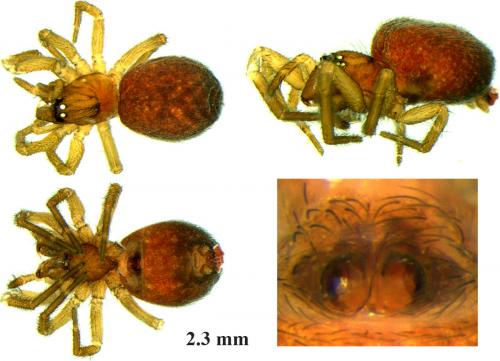Réf. 71 718 : Lathys stigmatisata