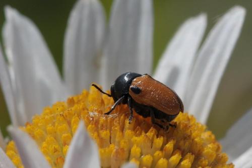 Réf. 71 247 : Cryptocephalus rugicollis