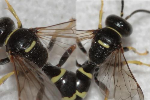 Réf. 71 206 : Gorytes sulcifrons
