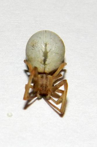 Uloborus walckenaerius
