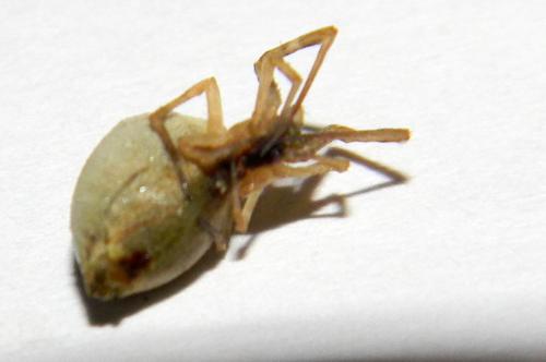 Uloborus walckenaerius