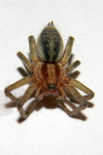 Agelena labyrinthica