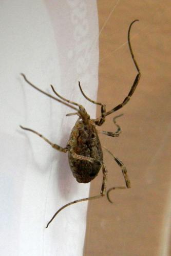 Odiellus spinosus