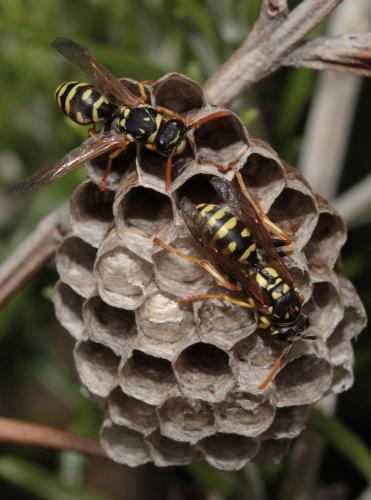Réf. 71 405 : Polistes gallicus