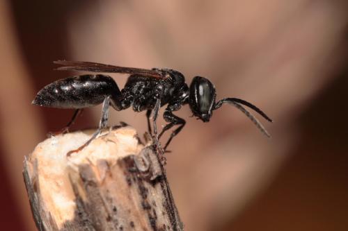 Réf. 71 149 : Tachysphex tarsinus