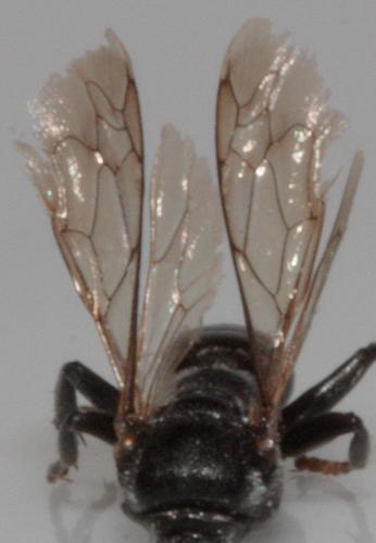 Réf. 71 244 : Tachysphex tarsinus