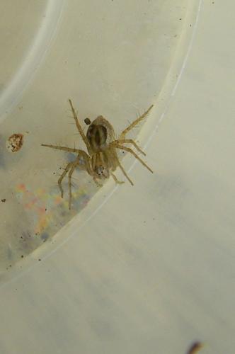 Oxyopes sp.