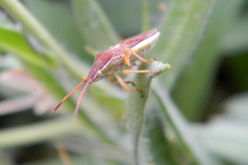 Réf. 71 826 : Maccevethus sp.