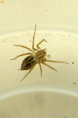 Oxyopes sp.