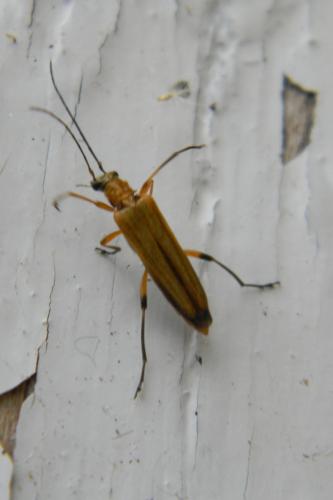 Oedemera podagrariae