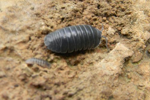 Armadillidium depressum