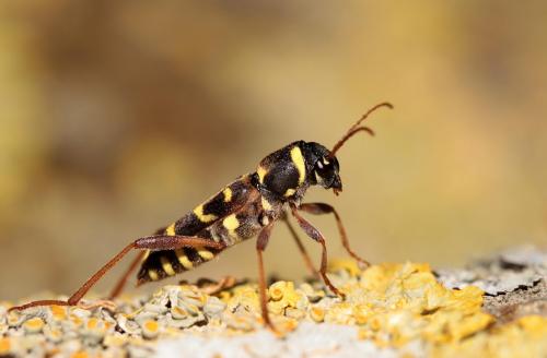 Xylotrechus arvicola